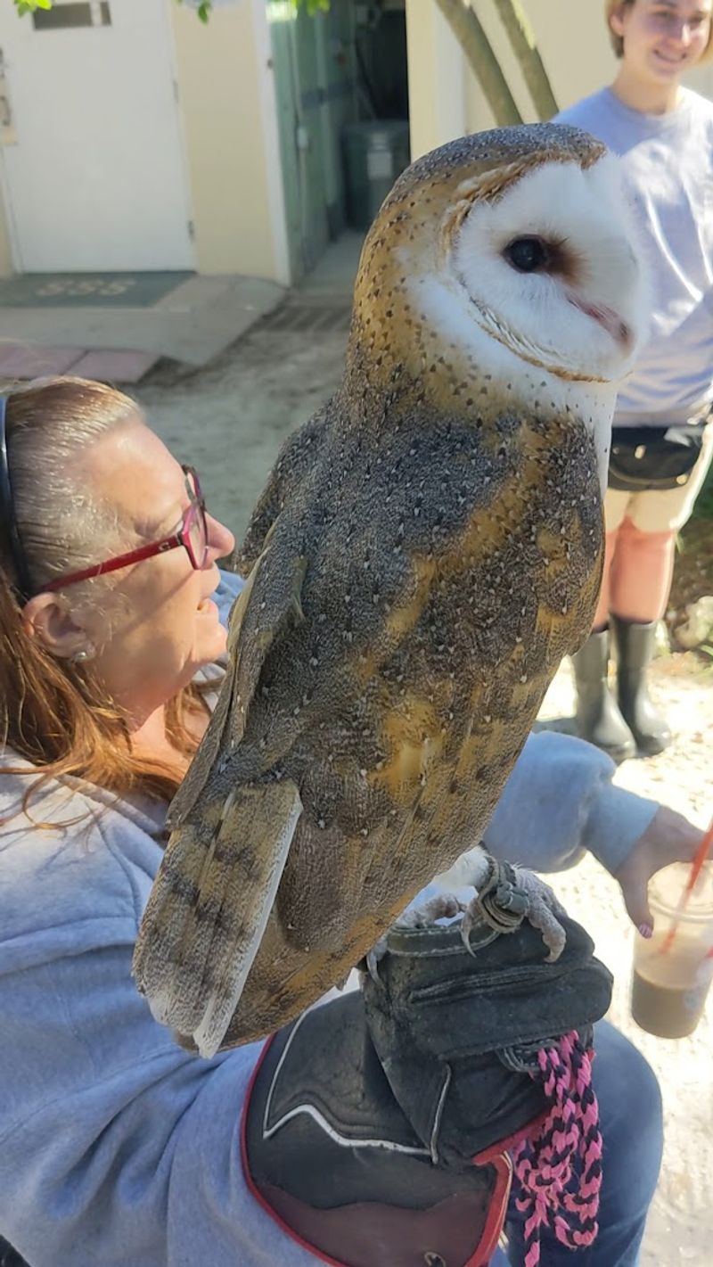 Up-Close Encounters with Pelicans, Raptors, and Shorebirds