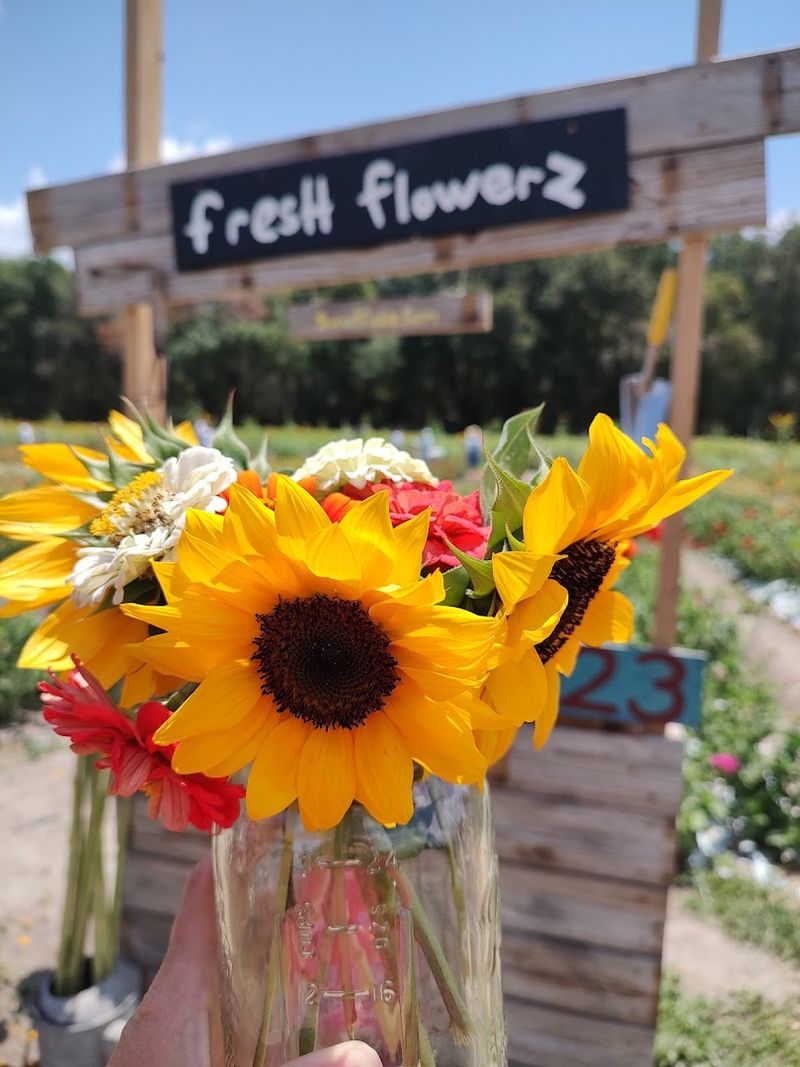 How to Pick a Sunflower Like You Know What You Are Doing