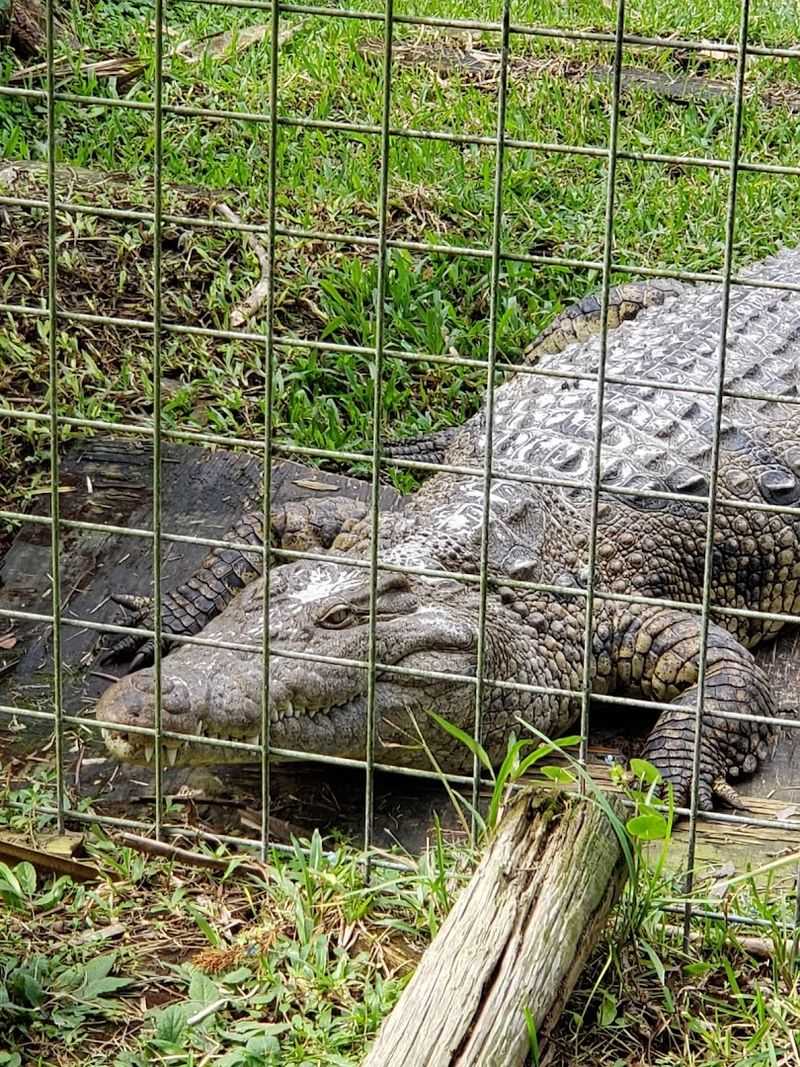 Gator Boardwalk And Main Lagoon
