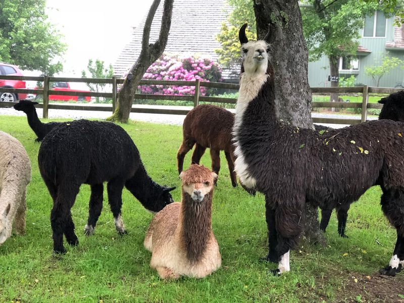 Llamas With Personality to Spare