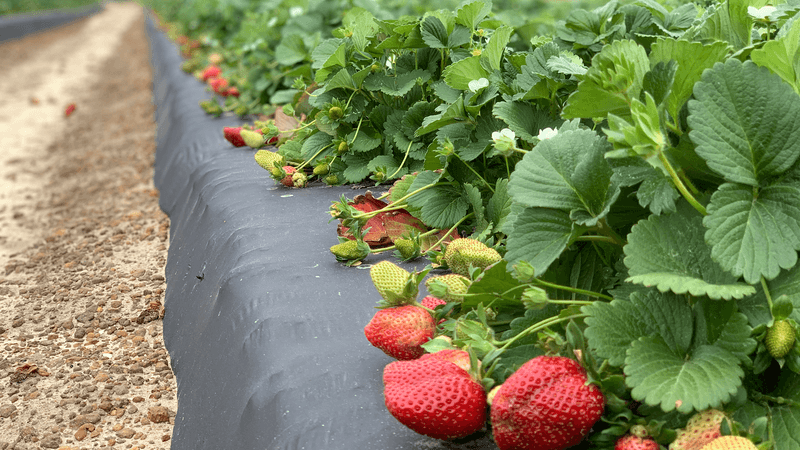 Southern Grace Farms (Enigma)