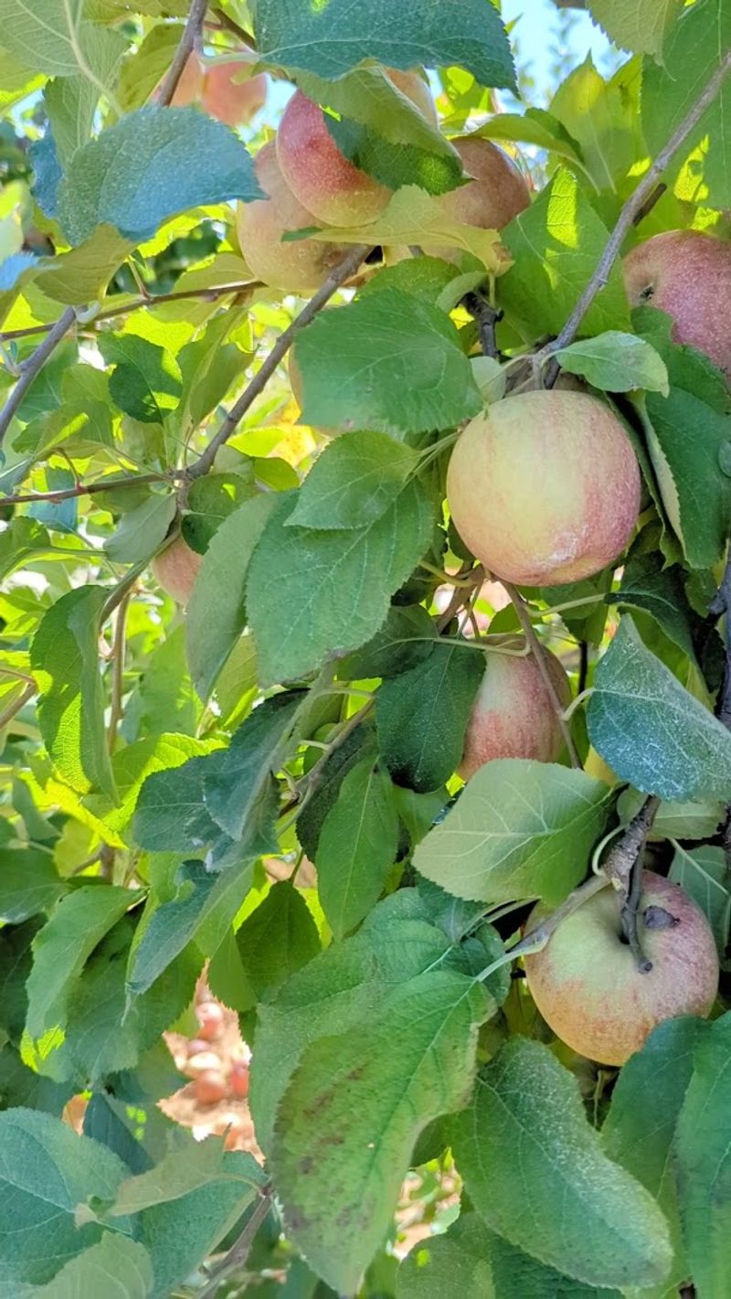 Mercier Orchards (Blue Ridge)