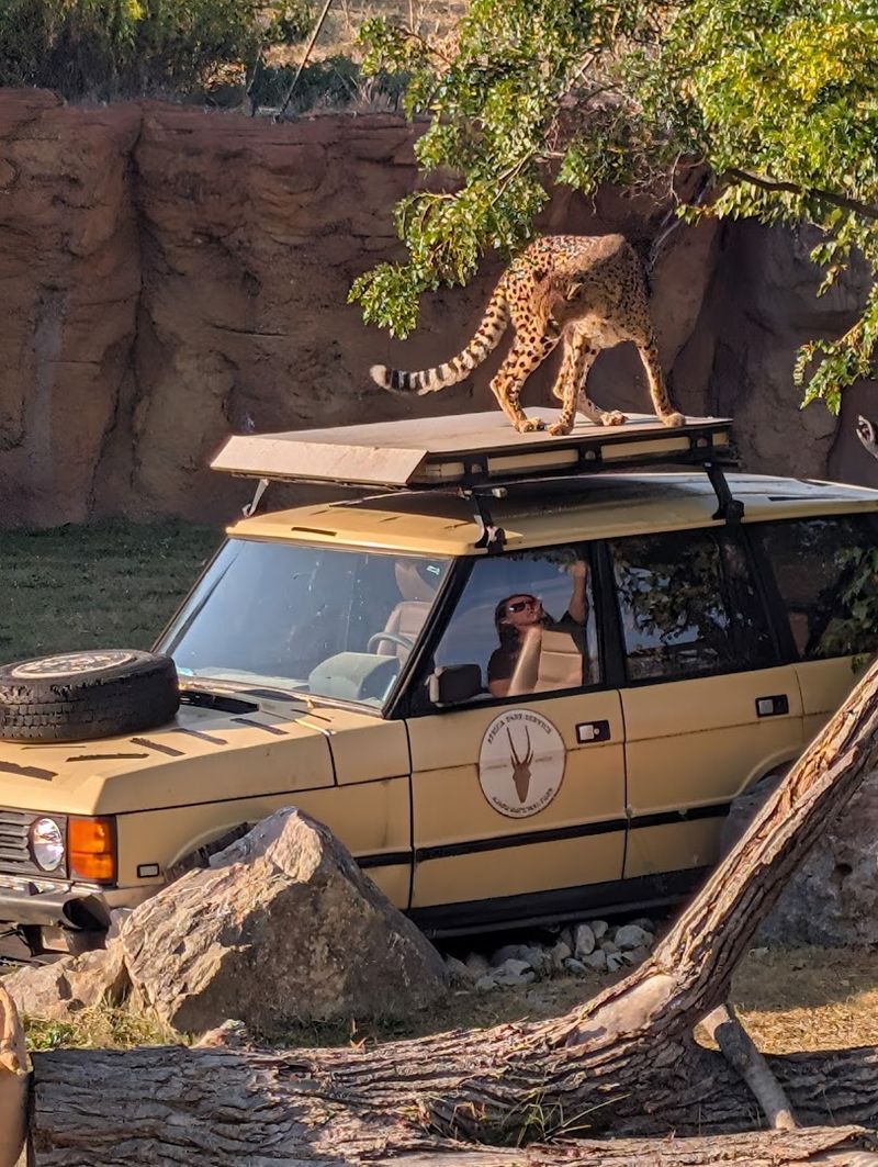 Savanna Safaris: Guided Tours Through the Habitat