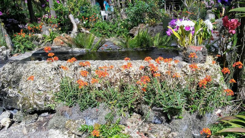 Spectacular Orchid Collection Display