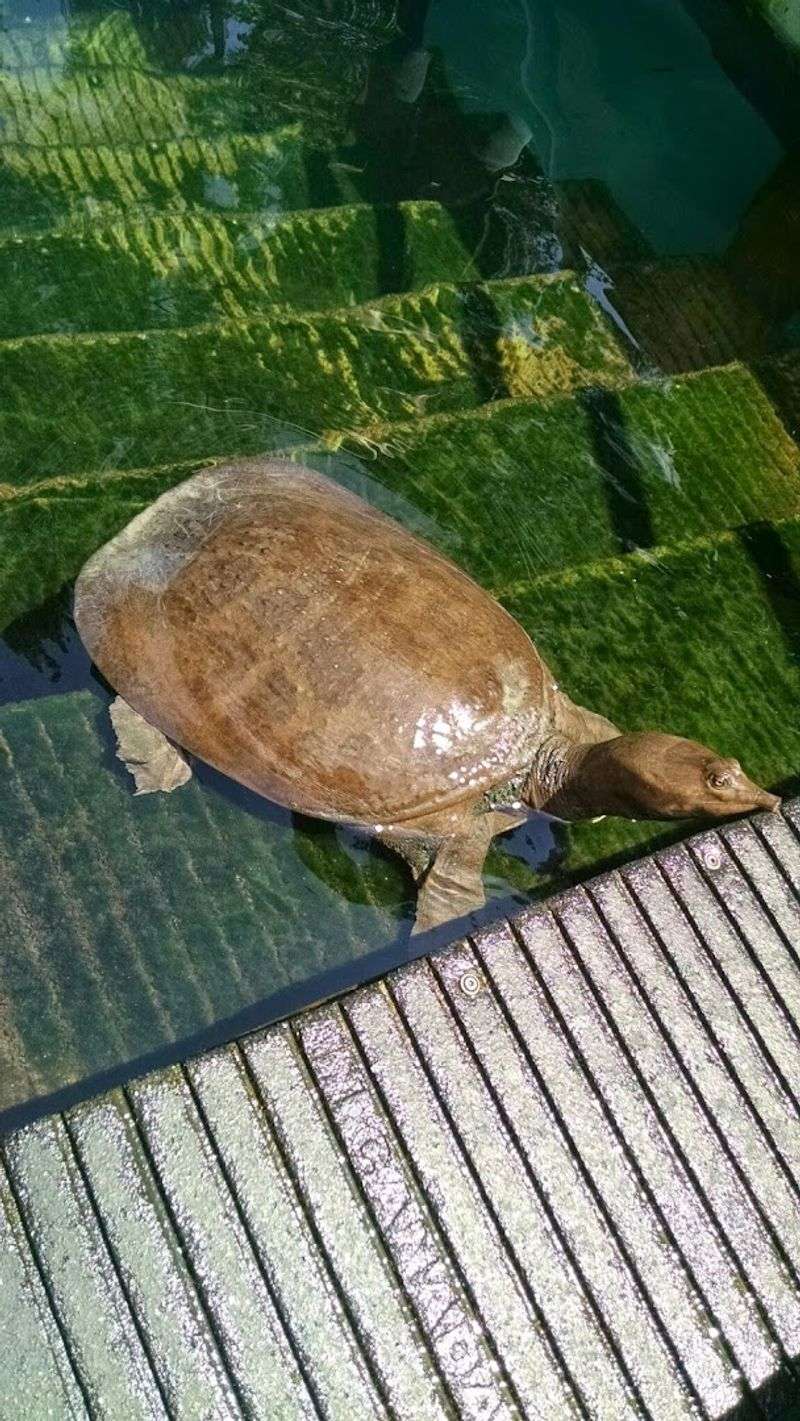 Meeting Virgil the Friendly Resident Turtle