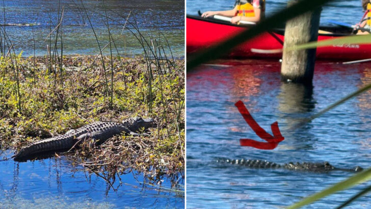 We Ranked Florida Springs Based on How Likely You Are to See an Alligator