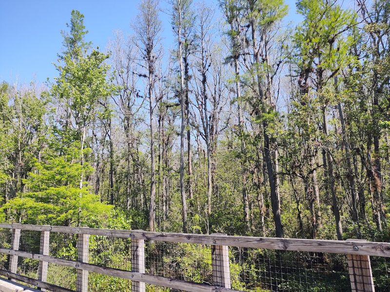 Van Fleet State Trail