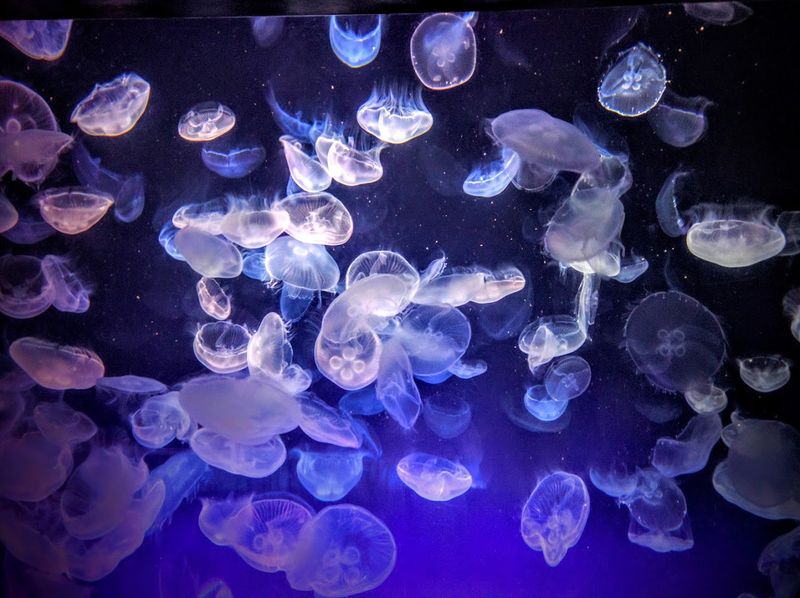 Moon Jelly Touch Experience