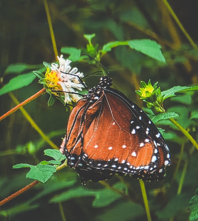 The Wildlife Is Subtle But Rewarding