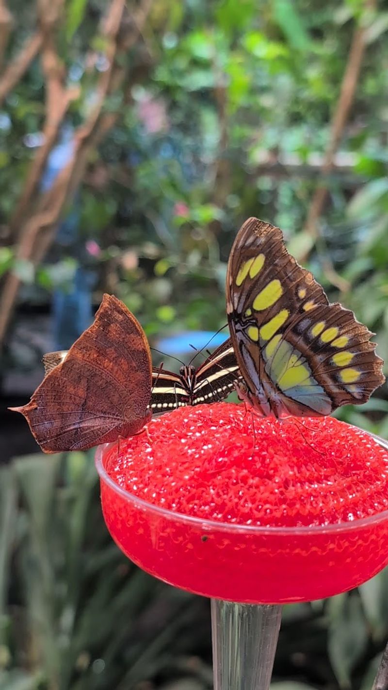 Butterfly Species and Biodiversity