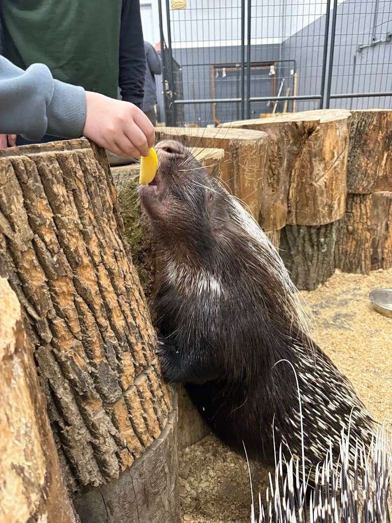 Animal Encounters & Feeding Opportunities