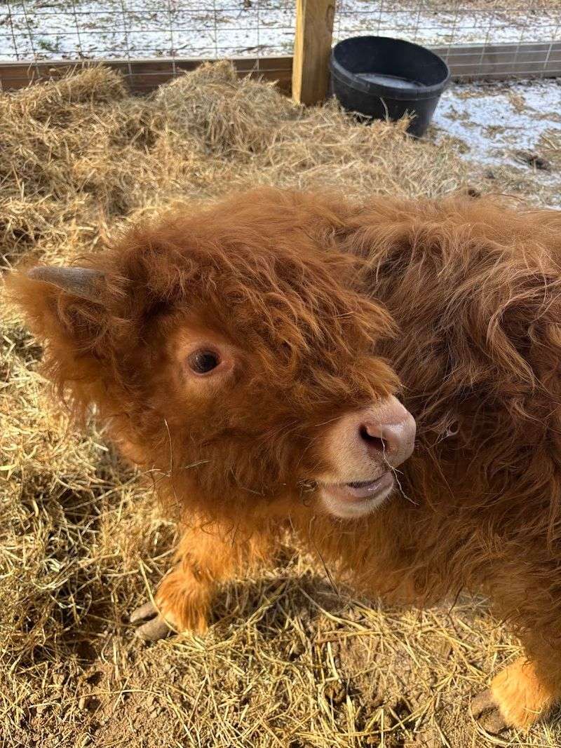Meeting Stormie and Other Calves