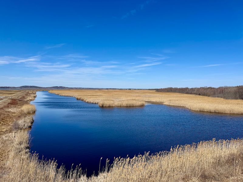 The Salt Marsh Up Close