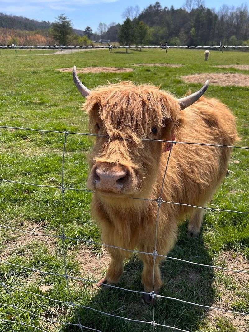 Safety, Comfort, and Animal Welfare