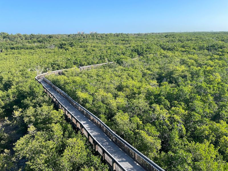Boardwalk Trails That Take You Deep Into the Mangroves