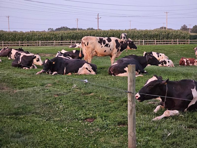 Over 100 Years of Cows, Milk, and Not Overthinking It