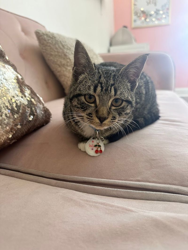 The Adoption Process: From Latte to Lifetime Commitment