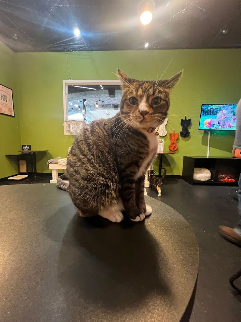 Final Thoughts: Is The Chatty Cat Cafe Worth the Trip?