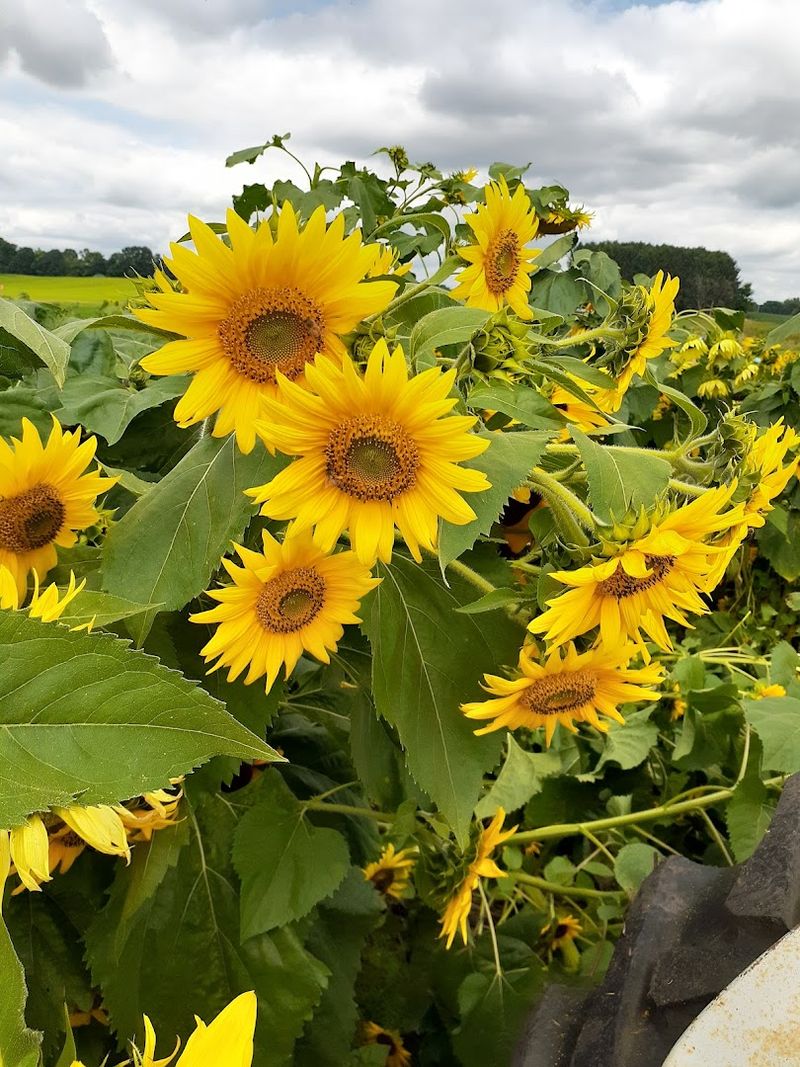 Maize Valley Winery & Craft Brewery (Hartville, Ohio)