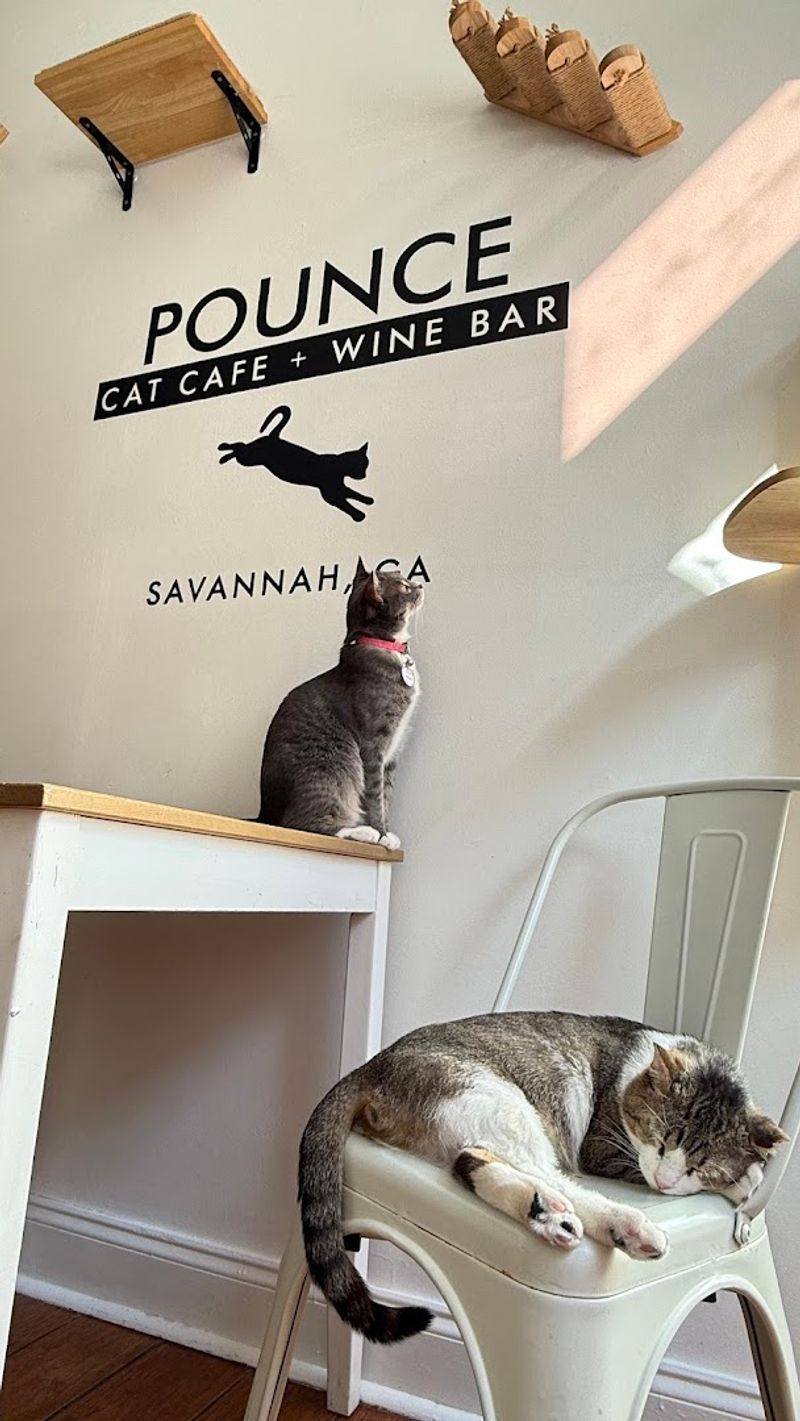 Cat Cafes as Real, Functional Adoption Tools