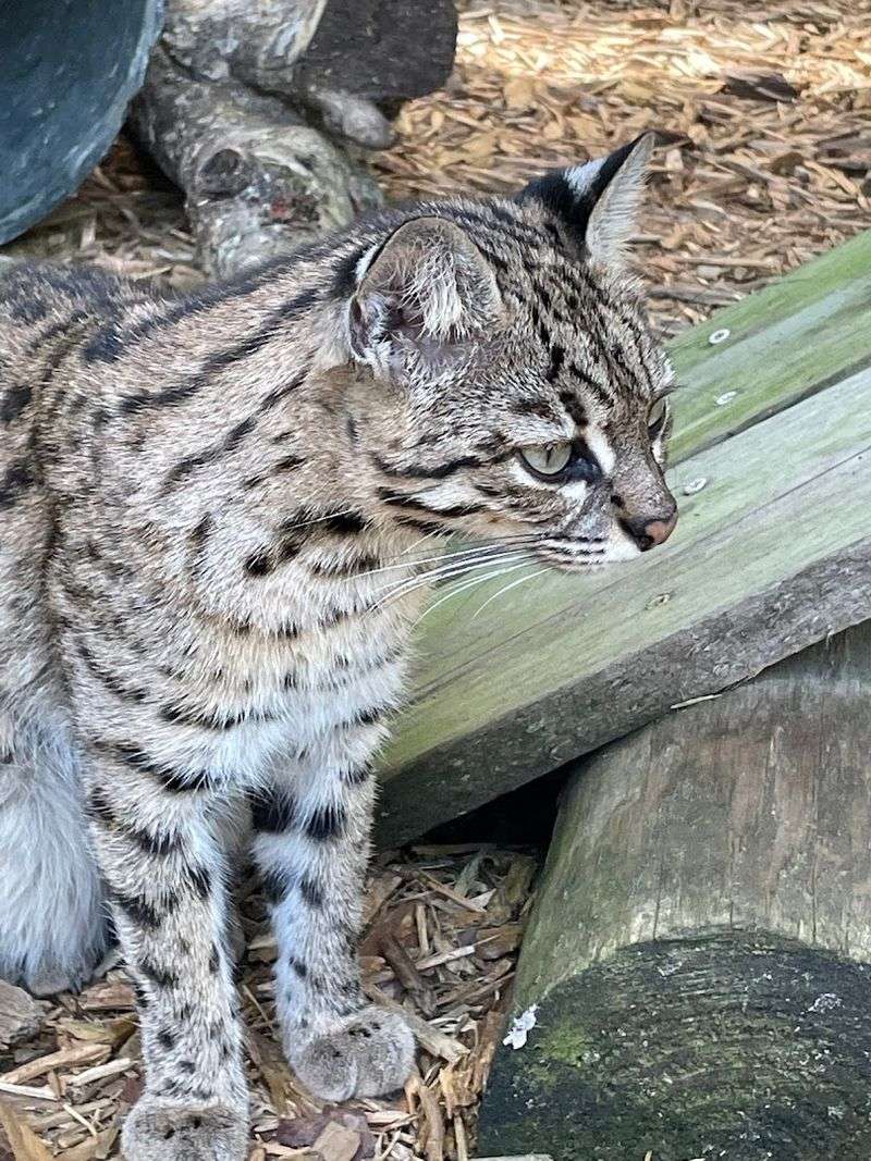 Exotic Cats and Lemurs That Make the Tour Feel Wild