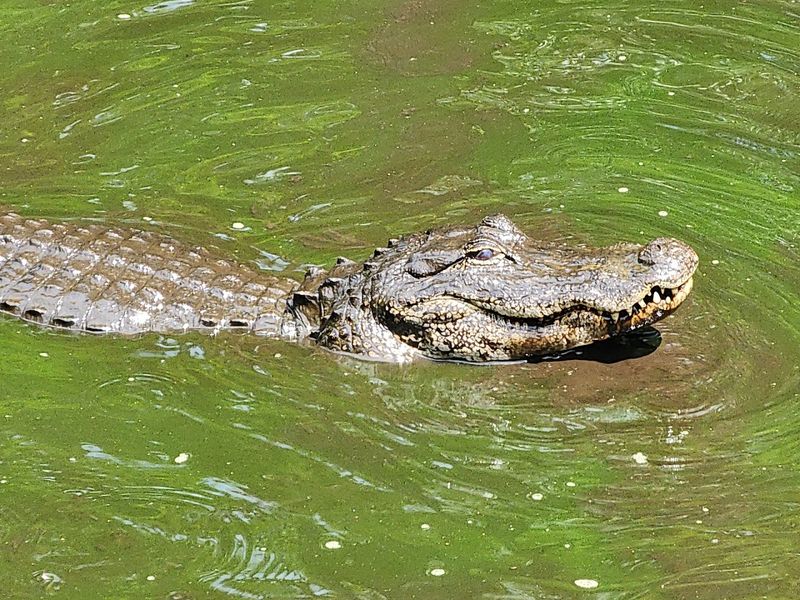 Countless Alligator Sightings