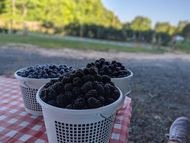 Blueberry Thrill Farm (Gibsonville)