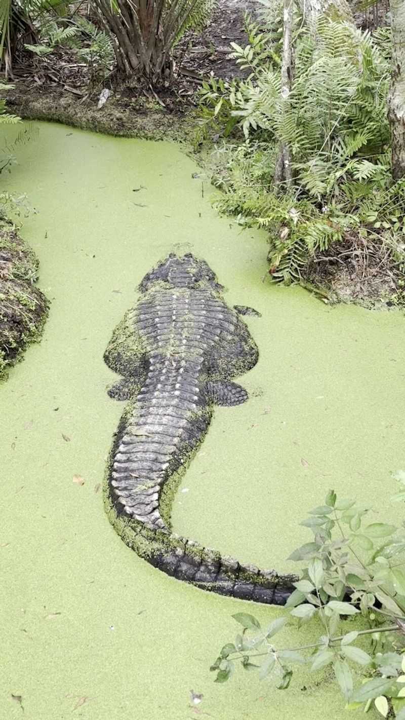 Photo Magnet And Souvenir Tips