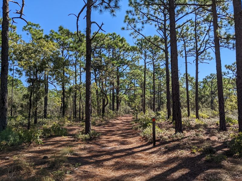 Practical Tips for Planning Your Visit to Carolina Beach State Park