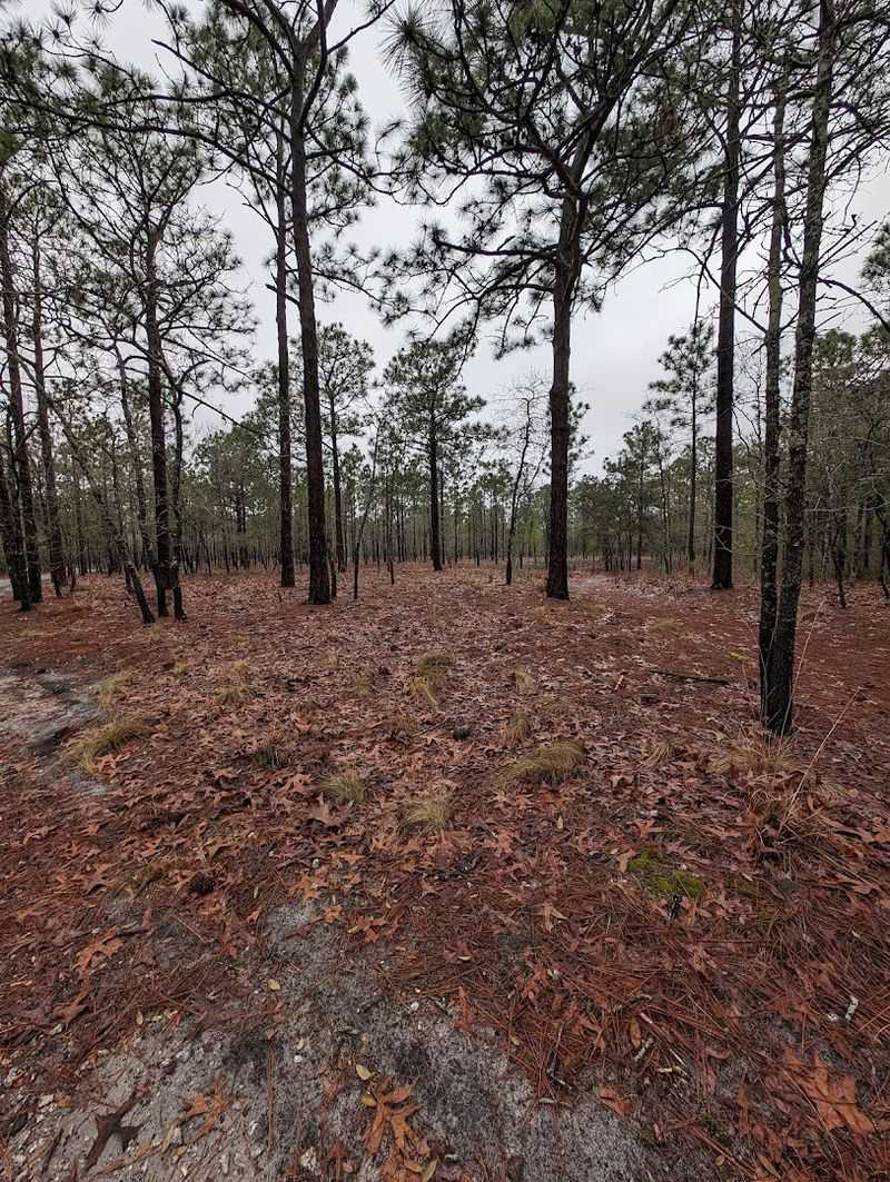 The Longleaf Pine Savanna: A Habitat Worth Noticing