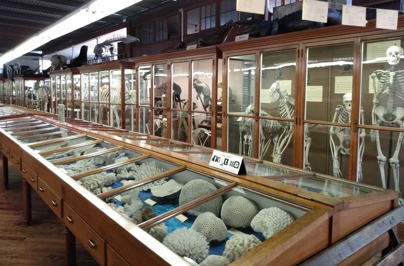 The Jaw-Dropping Natural History Collection
