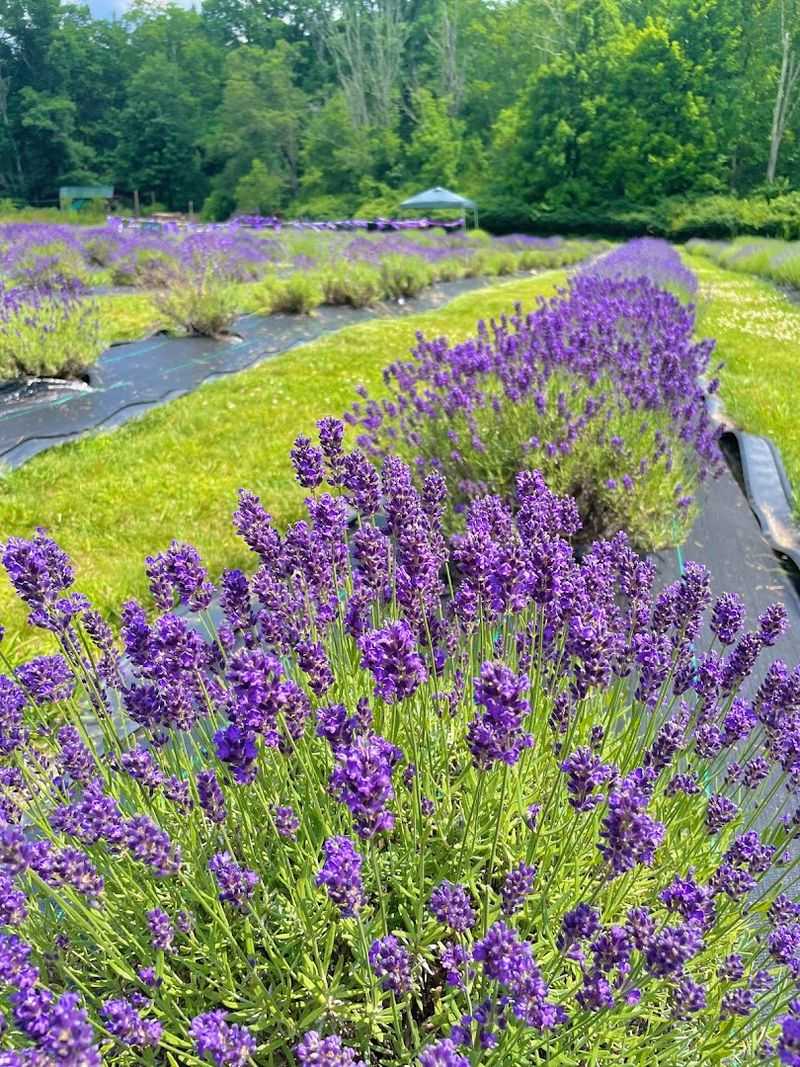 Paradise Lavender Farm