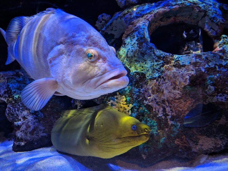More Than 100 Marine Species on Display