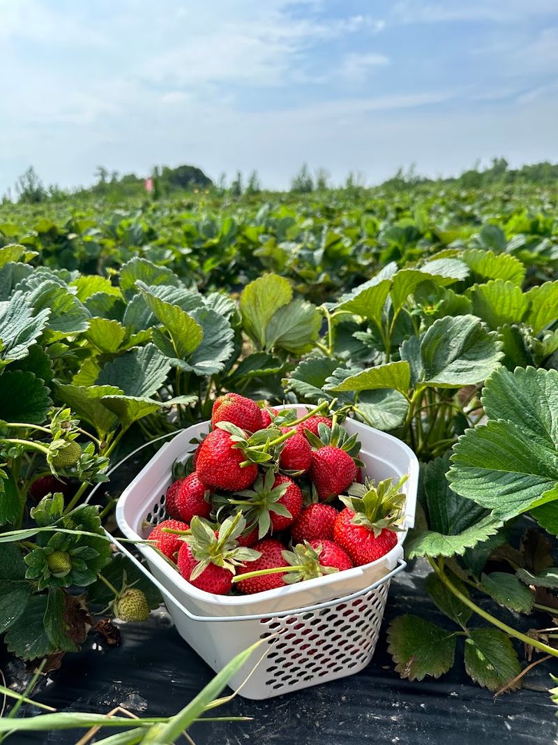 Patterson Farm Market & Tours (Mount Ulla)