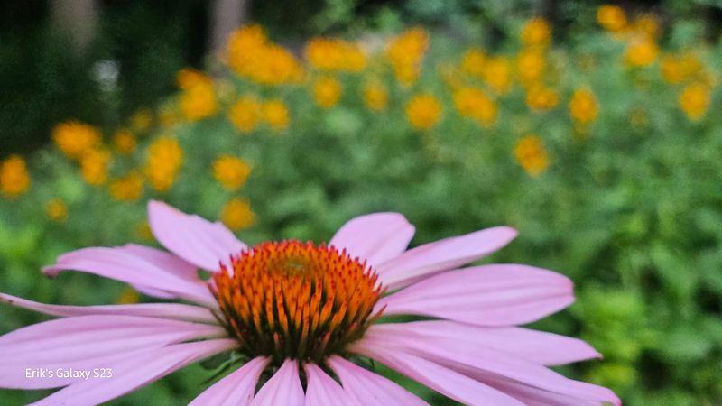 Wildflower Reserve Trail (Raccoon Creek State Park)