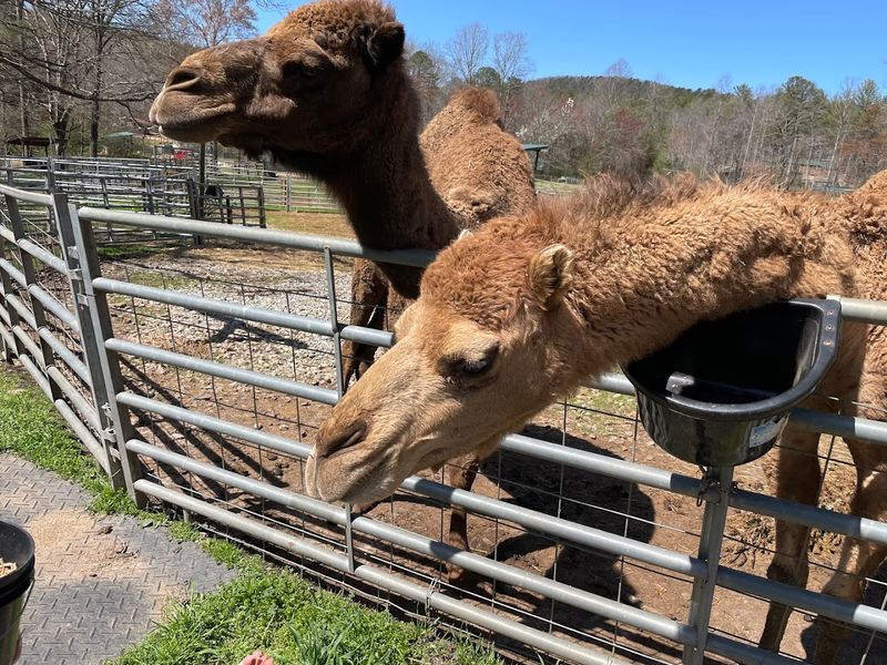 North Georgia Wildlife Park and Safari (Cleveland)