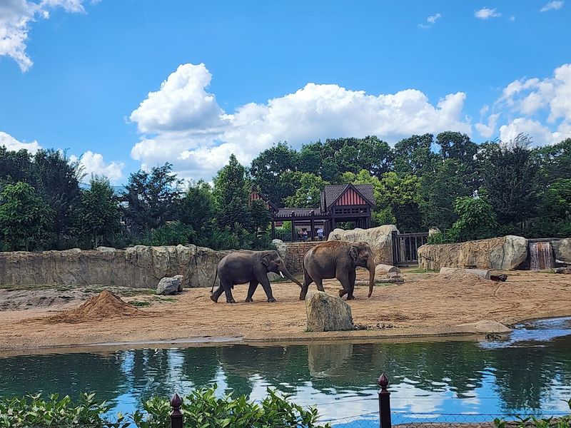 Cincinnati: Blooming Parks, a World-Class Zoo, and the Ohio River in Spring Light