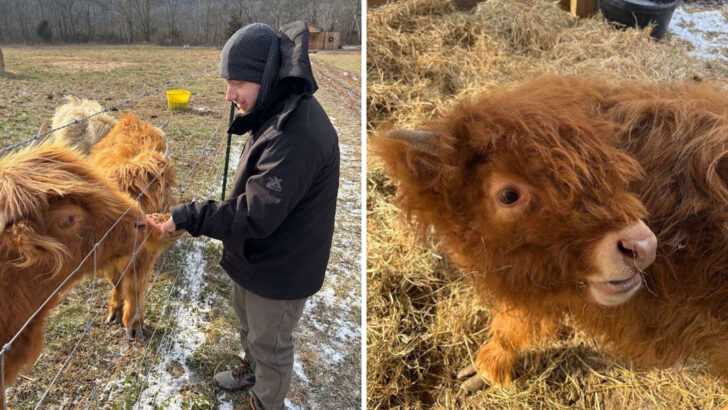 You Can Cuddle a Highland Cow Calf at This Georgia Farm and People Are Driving Hours to Do It