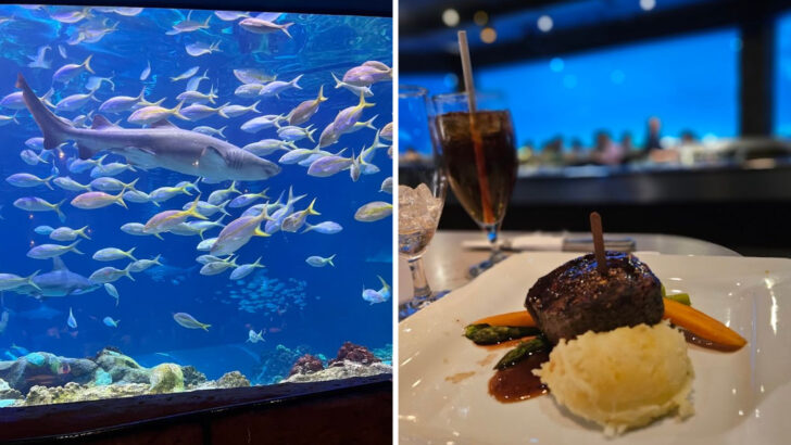 You Can Dine While Sharks Swim Past Your Table Just Inches Away at This Florida Restaurant