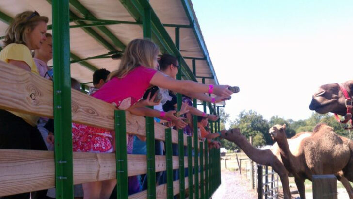 You Can Feed Camels And Meet Kangaroos At This Unexpected Animal Farm In Georgia