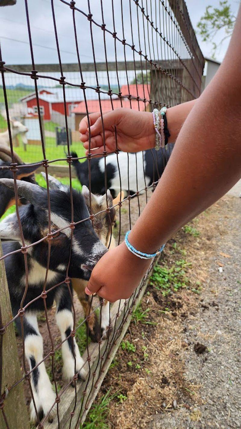 Feeding the Friendly Goats