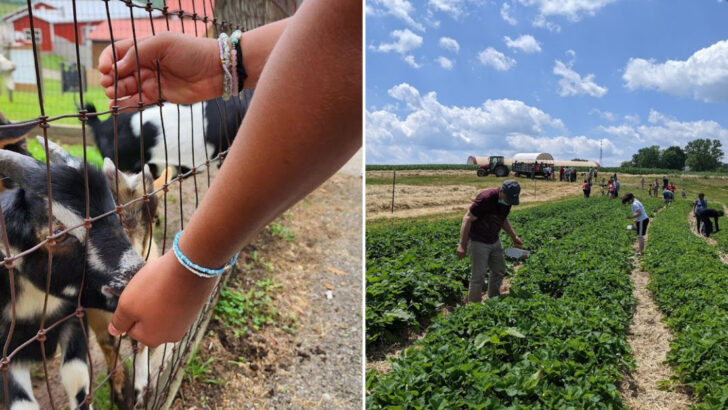 You Can Feed Friendly Goats and Pigs, Then Pick Fresh Seasonal Produce Straight From the Fields at This Pennsylvania Farm