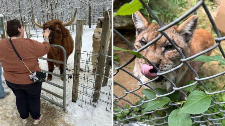 You Can Feed Wild Cats at This Family-Friendly Animal Sanctuary in Massachusetts