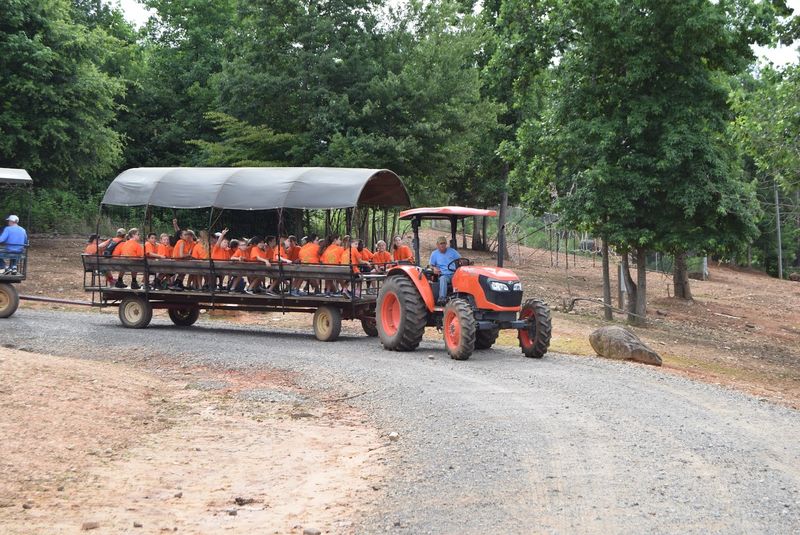 Drive-Thru Safari Tips and Etiquette