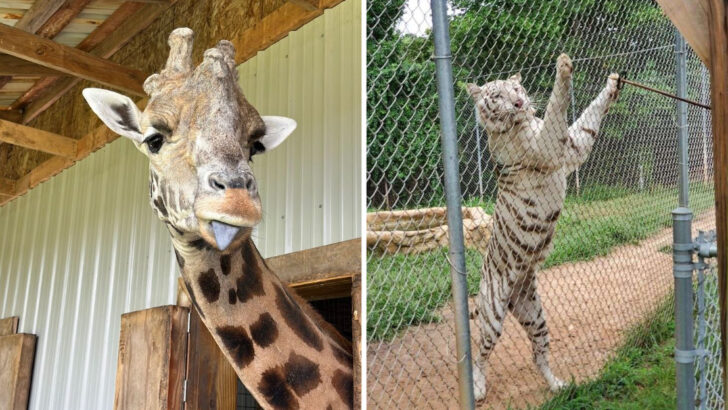 You Can Hand-Feed Tigers and Stand Face-to-Face With Giraffes at This North Carolina Animal Park
