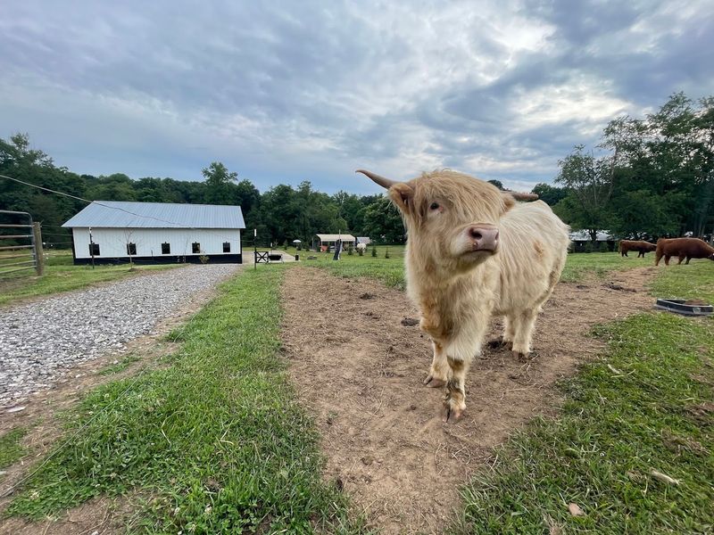 A Family Farm Rooted in Generations of History