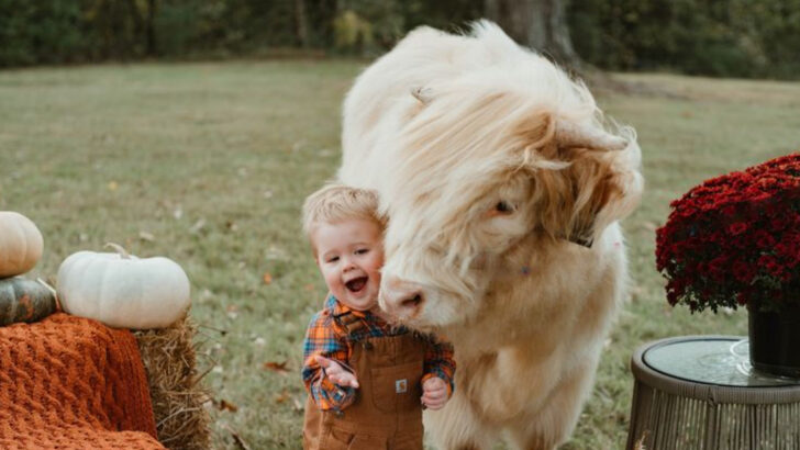 You Can Meet Highland Cows, Goats, And Donkeys At This Family-Owned North Carolina Farm