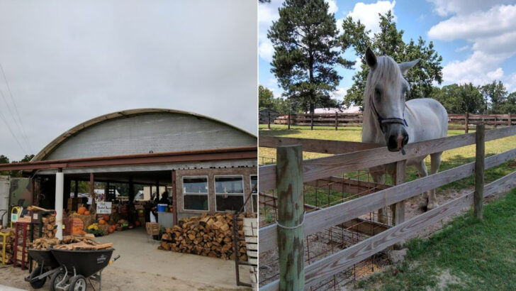 You Can Pet Goats, Pick Strawberries, And Eat Homemade Ice Cream In A Rocking Chair On The Porch At This North Carolina Family Farm