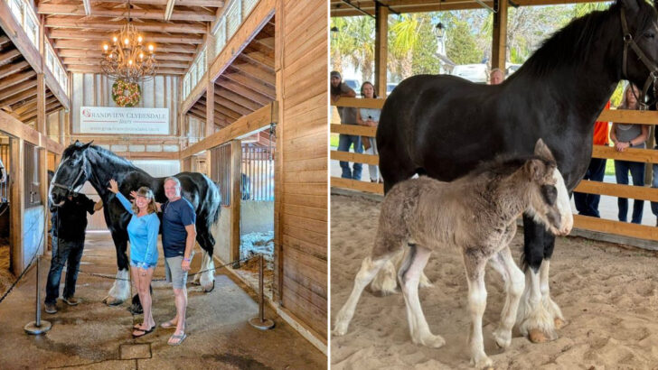 You Can Pet a Baby Clydesdale at This Family-Run Florida Farm That Has Won 36 World Championships