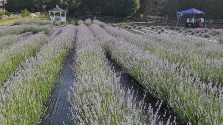You Can Pick Lavender, Sip Slushies, and Meet Baby Pigs at This North Carolina Farm